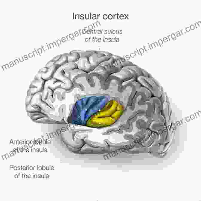 A Diagram Of The Empathic Brain, Highlighting Key Regions Involved In Empathy, Such As The Anterior Insula, Anterior Cingulate Cortex, And Inferior Frontal Gyrus. The Empathic Brain Christian Keysers