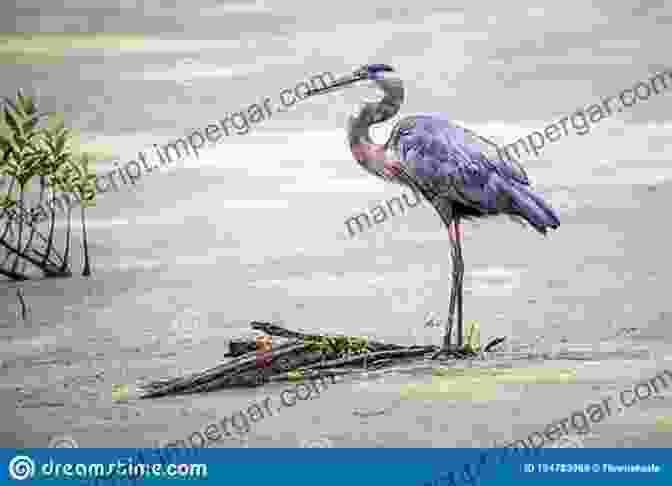 A Great Blue Heron Standing In A Marsh Bird Trivia: Funny Strange And Incredible Facts About North American Birds