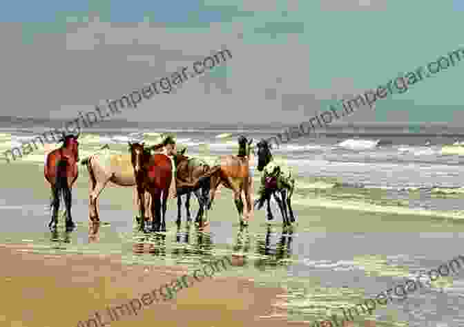 A Group Of Women On Horseback Riding Along The Beach On Cumberland Island, With Wild Horses Running Alongside Them Cumberland Island: Strong Women Wild Horses