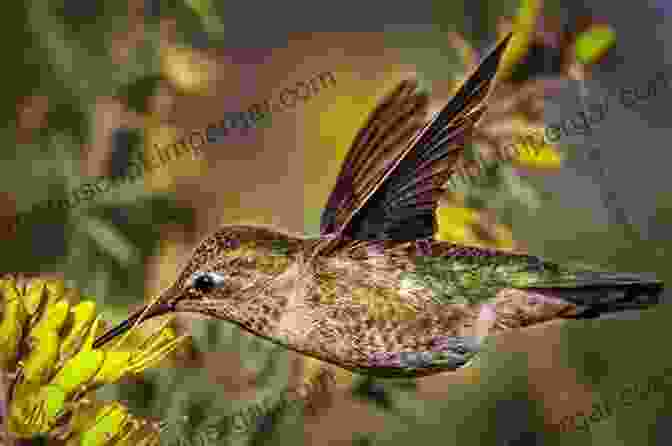 A Hummingbird Hovering In Mid Air Bird Trivia: Funny Strange And Incredible Facts About North American Birds