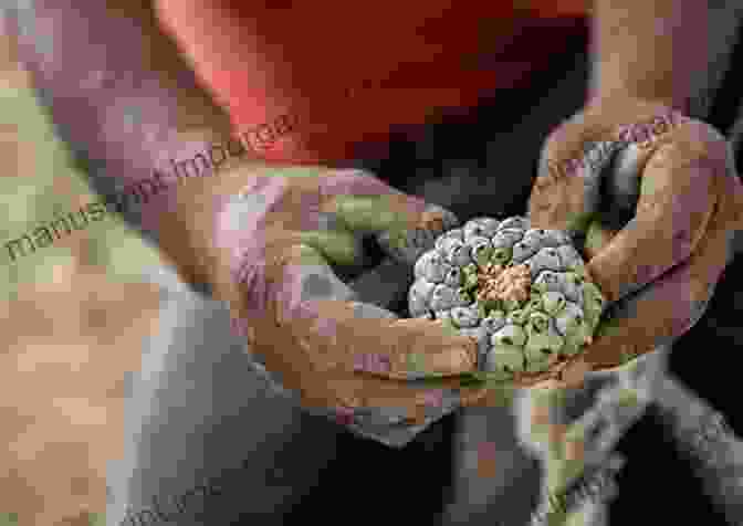 A Man Sitting In A Field, Holding A Peyote Button In His Hand. Spirit Land: The Peyote Diaries Of Charles Langley: Against Witchcraft And Evil Ones