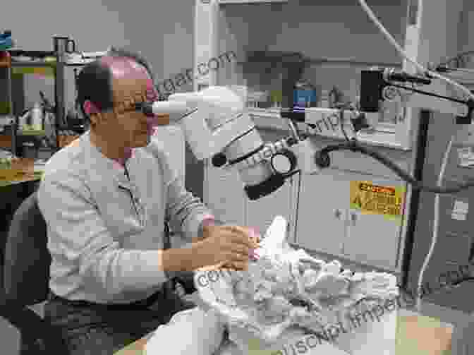 A Scientist Examining A Fossil Specimen Under A Microscope, Highlighting The Use Of Museum Collections In Scientific Research Fragments Of The World: Uses Of Museum Collections