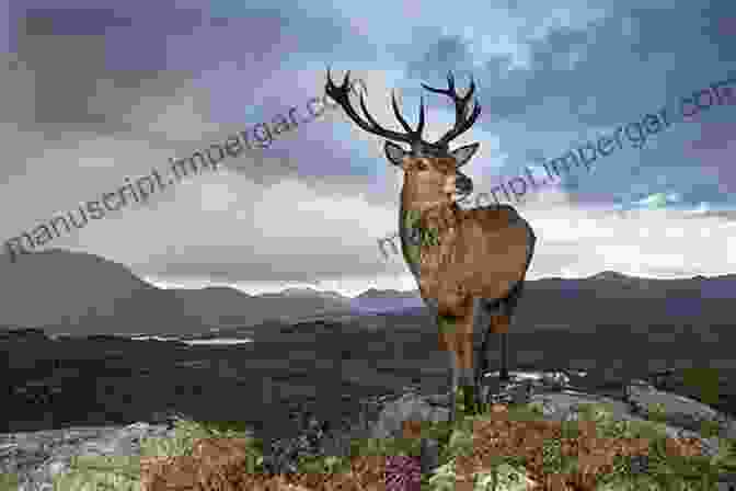 A Stunning Photograph Of A Red Deer Stag Standing Amidst The Heather In The Scottish Highlands Scottish Wildlife (Say It In Scots )