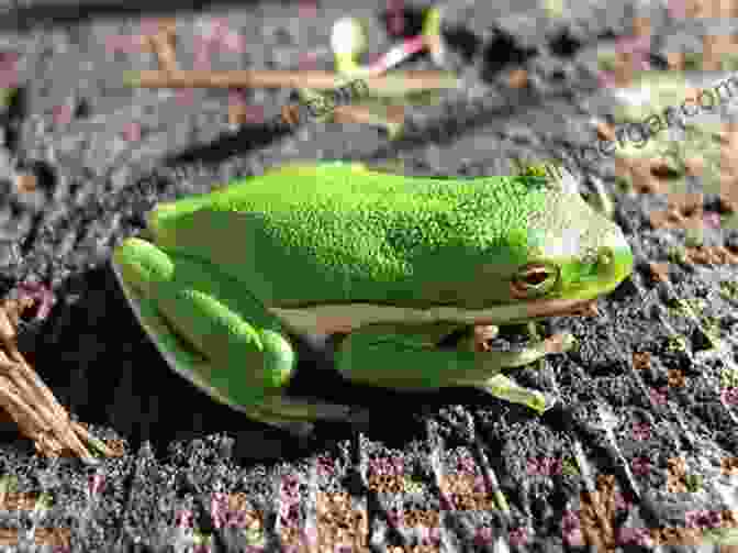 A Tiny Green Tree Frog Perched On A Leaf, Demonstrating Its Remarkable Camouflage Abilities Frog (Animal Series) Charlotte Sleigh