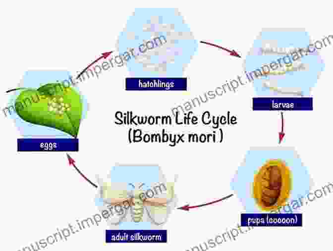 An Illustration Of The Life Cycle Of A Silkworm, Showcasing The Stages From Egg To Cocoon To Adult Moth Recent Trends In Sericulture Wolfgang W Osterhage