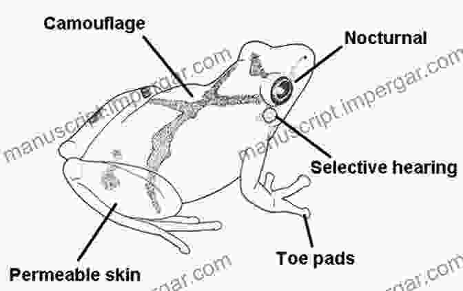 An Illustration Showcasing The Unique Adaptations Of Frogs, Including Their Webbed Feet, Long Tongues, And Camouflage Abilities Frog (Animal Series) Charlotte Sleigh