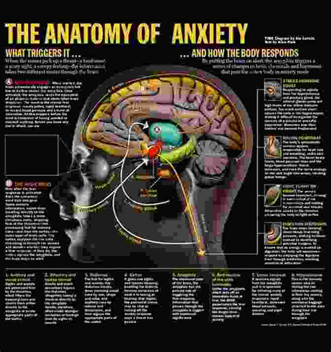 Brain Regions Involved In Anxiety Please Explain Anxiety To Me Simple Biology And Solutions For Children And Parents 2nd Edition ( Please Explain To Me )