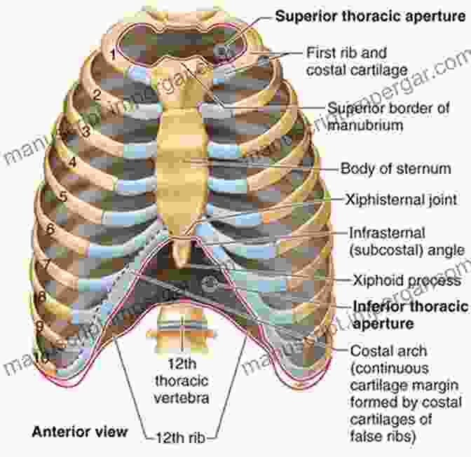 Chest X Ray Showing Muscular Anatomy Of Thoracic Cavity Chest X Rays For Medical Students: CXRs Made Easy