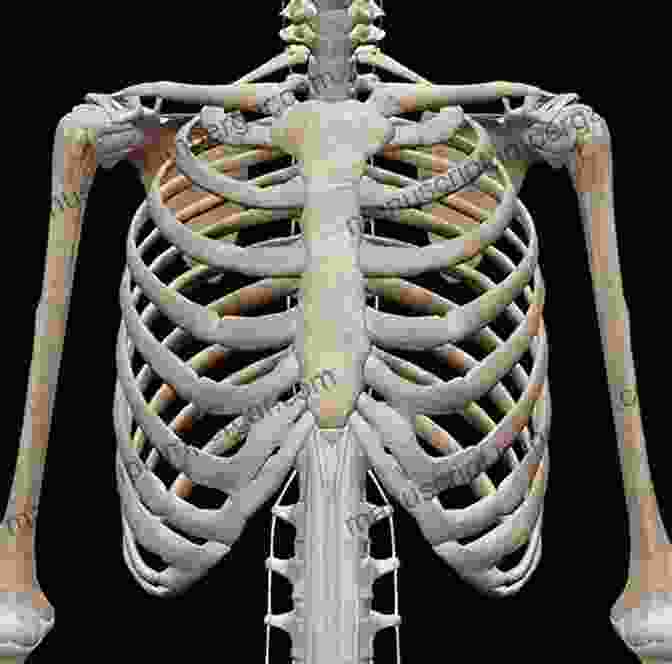 Chest X Ray Showing Skeletal Framework Of Thoracic Cavity Chest X Rays For Medical Students: CXRs Made Easy