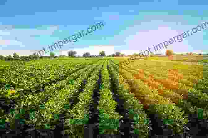 Green Field With Rows Of Crops The Vertical Farm: Feeding The World In The 21st Century