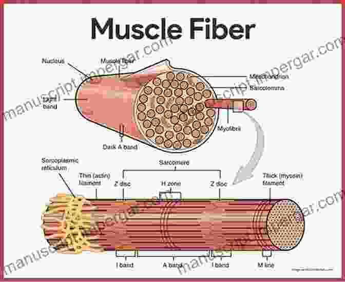 Microscopic Image Of Meat Structure Showing Muscle Fibers And Connective Tissue Meat Science: An Introductory Text (Modular Texts)