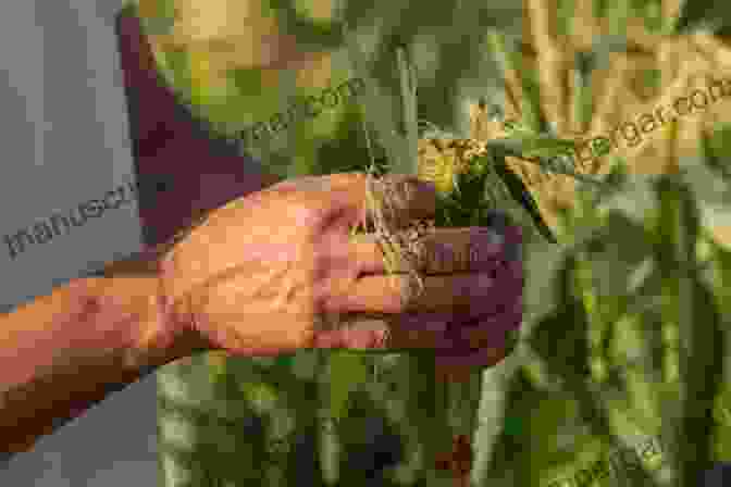 Organic Farmer Inspecting Healthy Crops Innovations In Agriculture For A Self Reliant India