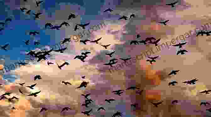 Photograph Of A Group Of Migratory Birds Soaring Through The Sky, Symbolizing The Remarkable Journeys These Birds Undertake. AVITOPIA Birds Of Israel