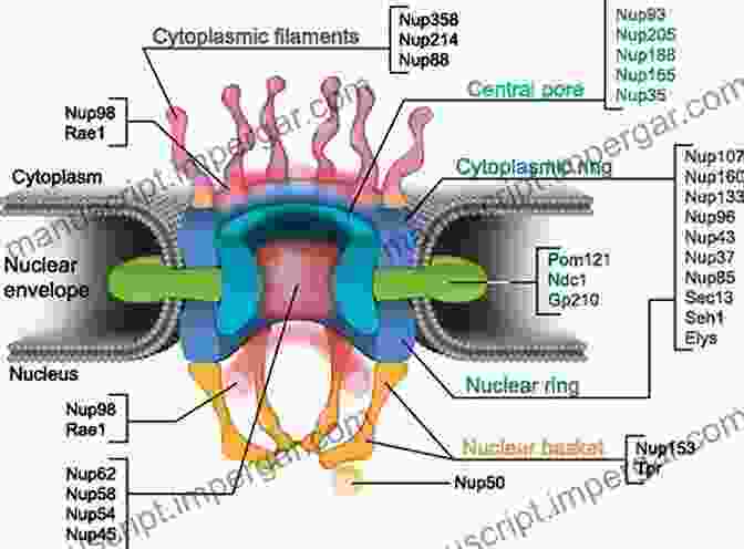 Structure Of A Nuclear Pore Complex Nuclear Pore Complexes In Genome Organization Function And Maintenance