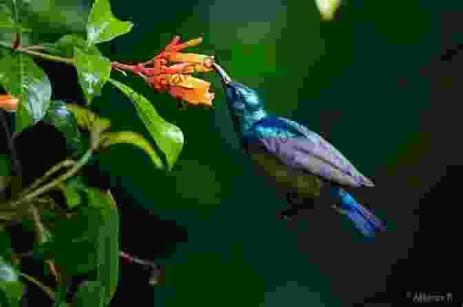 Stunning Photograph Of A Sunbird In Flight, Showcasing Its Vibrant Iridescent Plumage. AVITOPIA Birds Of Israel