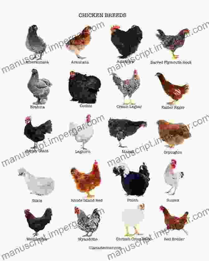 Variety Of Poultry Breeds How To Raise Poultry (FFA)