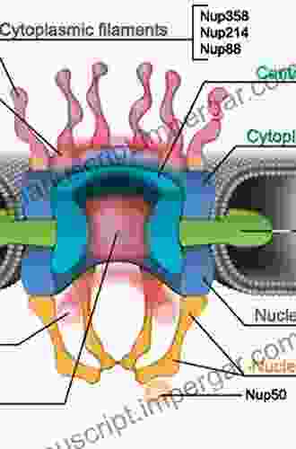 Nuclear Pore Complexes In Genome Organization Function And Maintenance